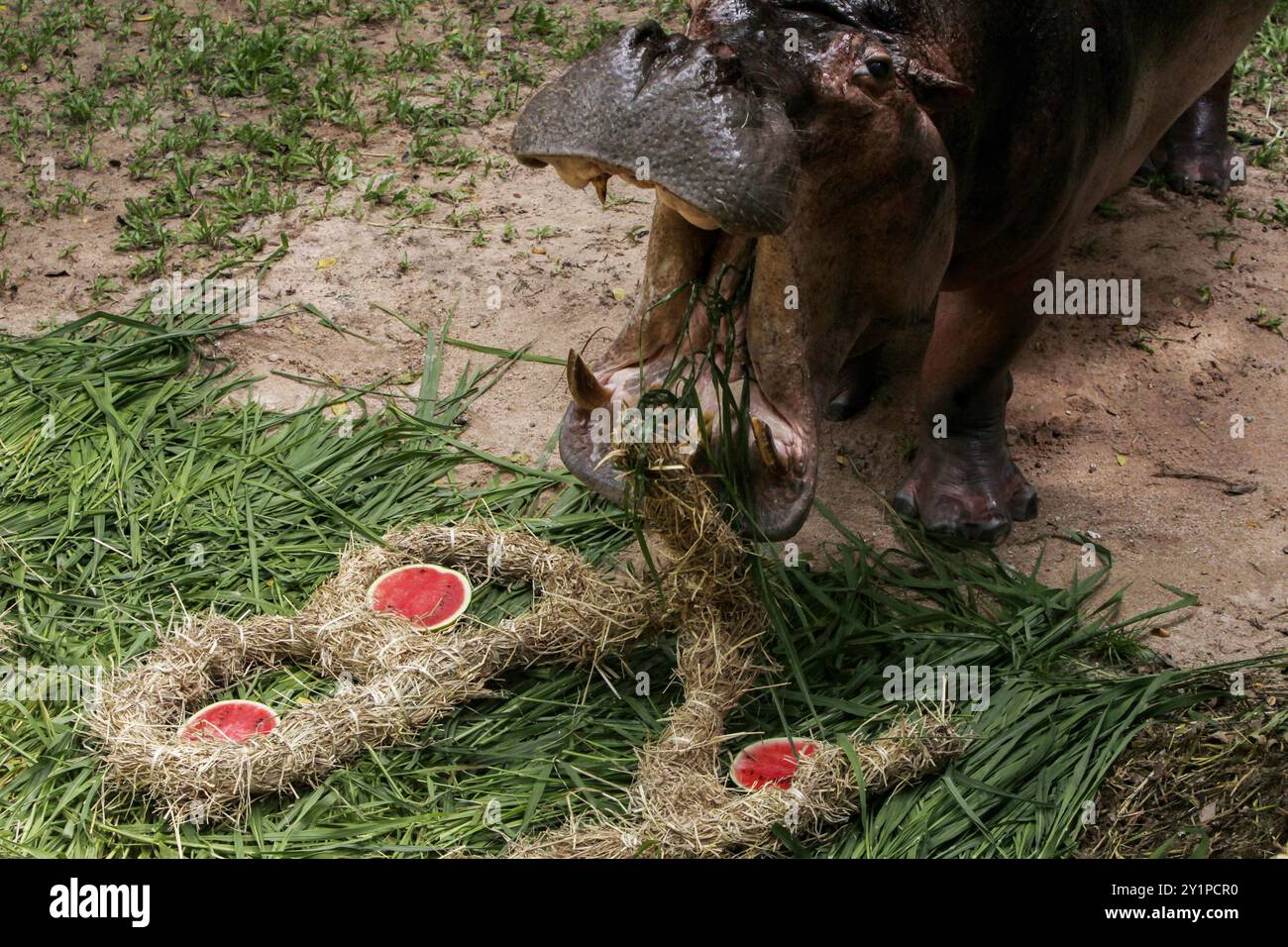 Chonburi, Thaïlande. 08 septembre 2024. Une hippopotame femelle nommée 'Mae Mali', qui signifie Jasmin, mange des fruits et légumes arrangés pour ressembler à un gâteau lors de la célébration de son 59e anniversaire au zoo ouvert de Khao Kheow. Mae Mali a été donné du zoo de Tilberg, aux pays-Bas, le 8 juin 1967, Mae Mali n'avait qu'un an à l'époque, et Mae Mali avait déjà donné naissance à 14 oursons. Mae Mali est maintenant en bonne santé et on estime qu'il s'agit de l'hippopotame ayant la vie la plus longue en Thaïlande. Crédit : SOPA images Limited/Alamy Live News Banque D'Images