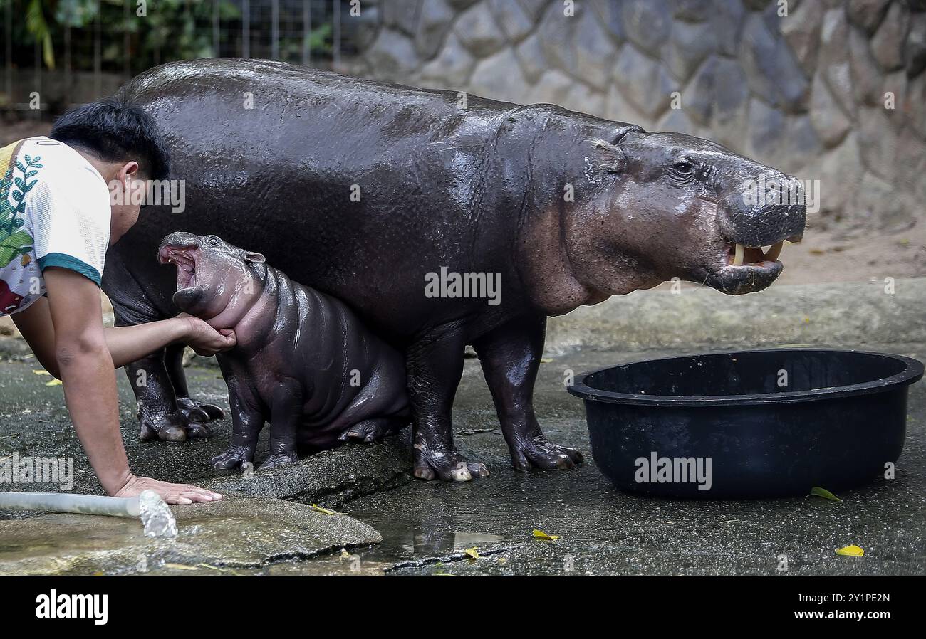 Chonburi, Thaïlande. 08 septembre 2024. Une travailleuse du zoo joue avec un hippopotame nain féminin nommé « Moo Deng », ce qui signifie rebondissement du porc au zoo ouvert de Khao Kheow. La nouvelle star du zoo ouvert de Khao Kheow est un hippopotame nain femelle. Né le 10 juillet 2024 d'une mère nommée Jona, 25 ans, et d'un père nommé Tony, 24 ans, le cochon gonflable est le 7ème animal du zoo ouvert de Khao Kheow de ces parents. (Photo de Chaiwat Subprasom/SOPA images/Sipa USA) crédit : Sipa USA/Alamy Live News Banque D'Images