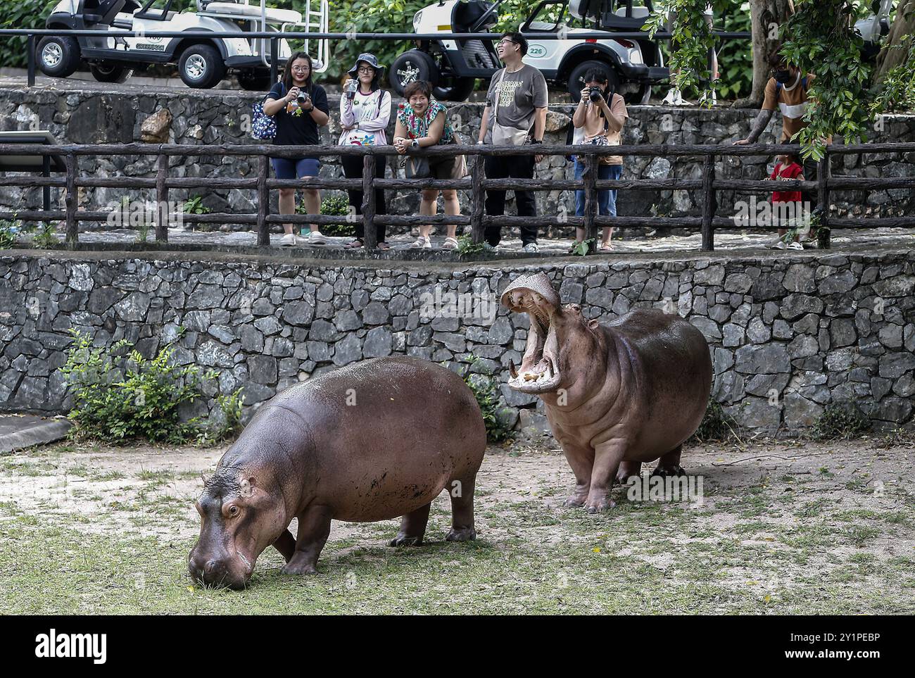 Chonburi, Thaïlande. 08 septembre 2024. Les gens regardent l'hippopotame quand ils visitent le zoo ouvert de Khao Kheow. (Photo de Chaiwat Subprasom/SOPA images/Sipa USA) crédit : Sipa USA/Alamy Live News Banque D'Images