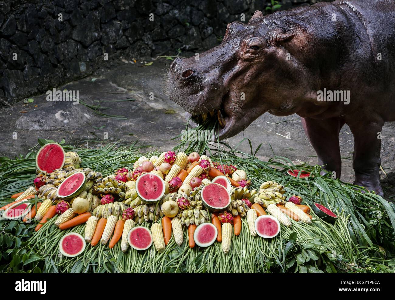 Chonburi, Thaïlande. 08 septembre 2024. Un hippopotame nain femelle nommé 'Moo Deng', ce qui signifie Pork Bouncy marche avec sa mère Jona, 25 ans, au zoo ouvert de Khao Kheow. La nouvelle star du zoo ouvert de Khao Kheow est un hippopotame nain femelle. Né le 10 juillet 2024 d'une mère nommée Jona, 25 ans, et d'un père nommé Tony, 24 ans, le cochon gonflable est le 7ème animal du zoo ouvert de Khao Kheow de ces parents. (Photo de Chaiwat Subprasom/SOPA images/Sipa USA) crédit : Sipa USA/Alamy Live News Banque D'Images