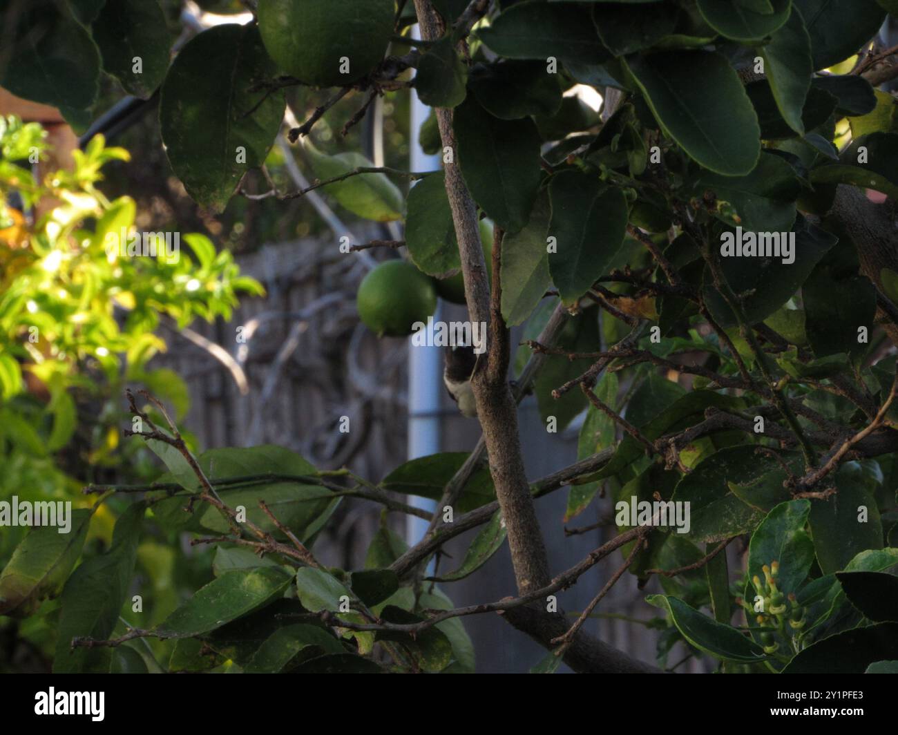 Mannikin en bronze (Spermestes cucullata) Aves Banque D'Images