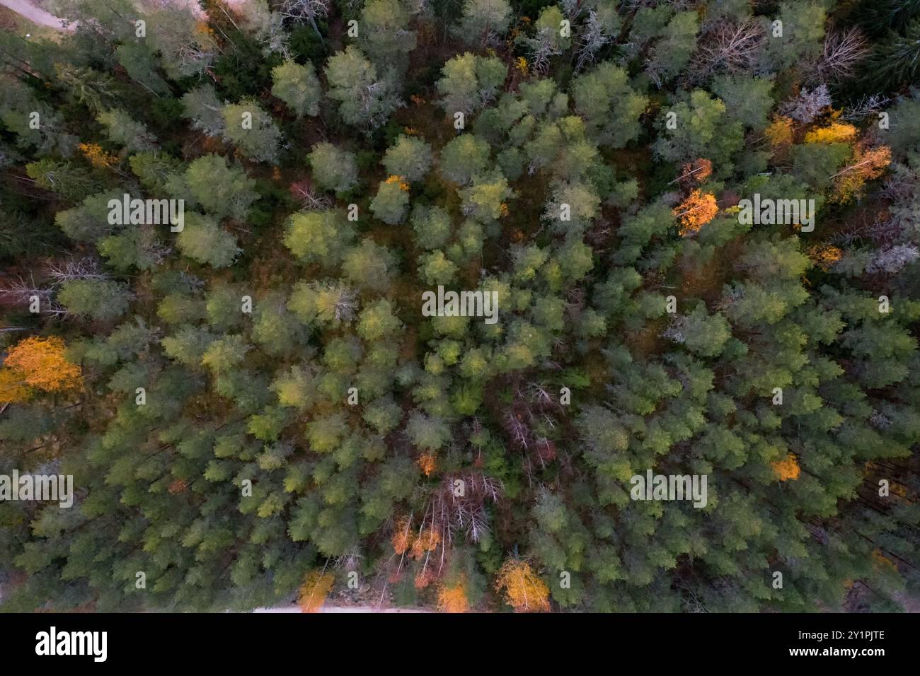 Une vue au-dessus des arbres dans leurs belles couleurs d'automne. Banque D'Images