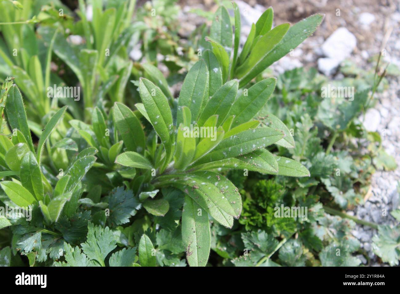 Cornet de maïs (Buglossoides arvensis) Plantae Banque D'Images