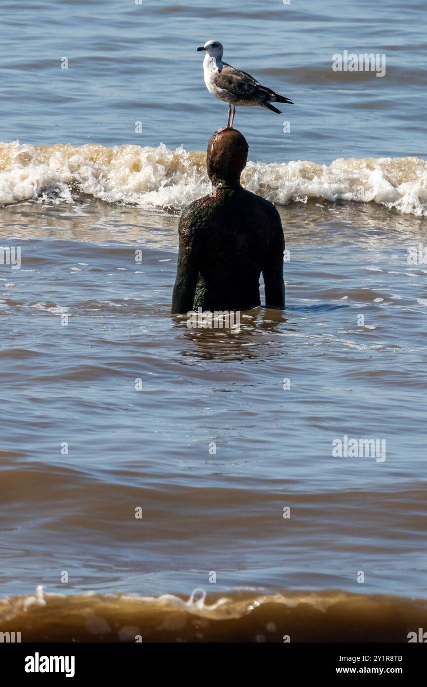 Un des hommes de fer Anthony Gormley iof un autre endroit dans les vagues sur la plage de Crosby avec une mouette perchée sur sa tête. Banque D'Images
