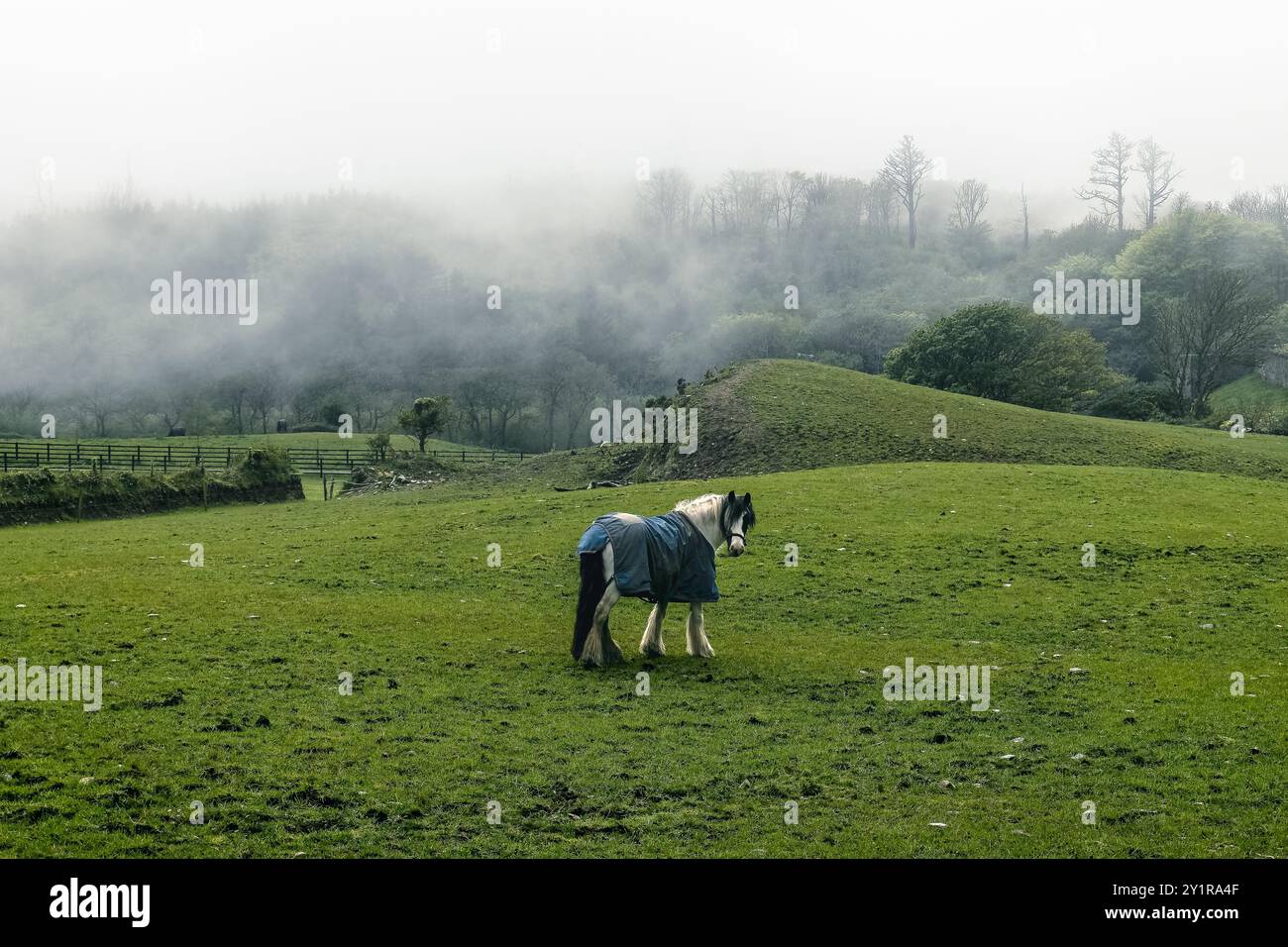 Un cheval porte une couverture dans un paysage herbeux brumeux au petit matin entouré de verdure luxuriante et de collines ondulantes. Banque D'Images