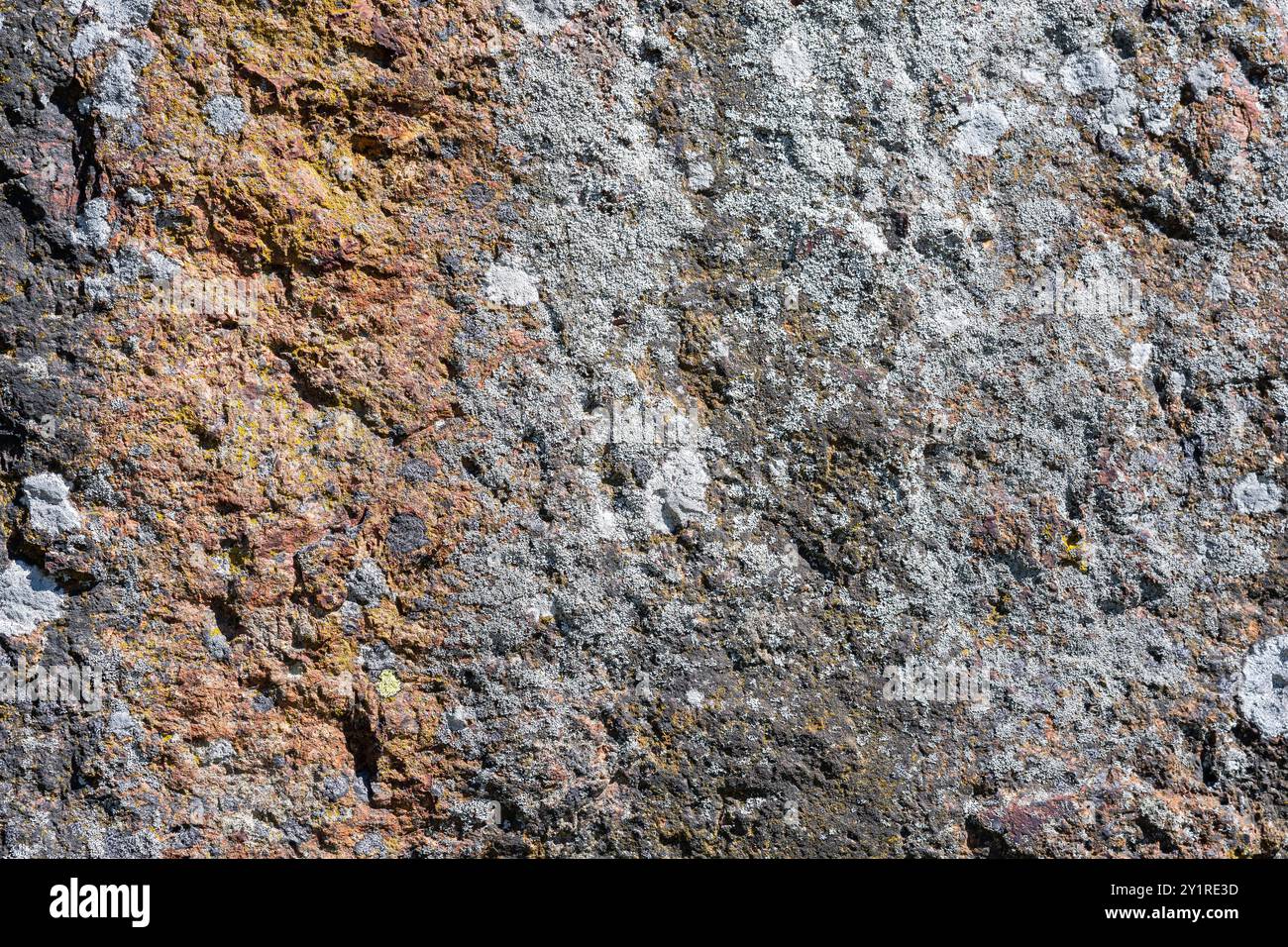 fond, texture, surface de pierre rugueuse avec lichen Banque D'Images