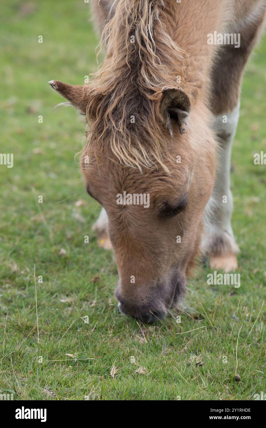 Poneys Dartmoor Banque D'Images