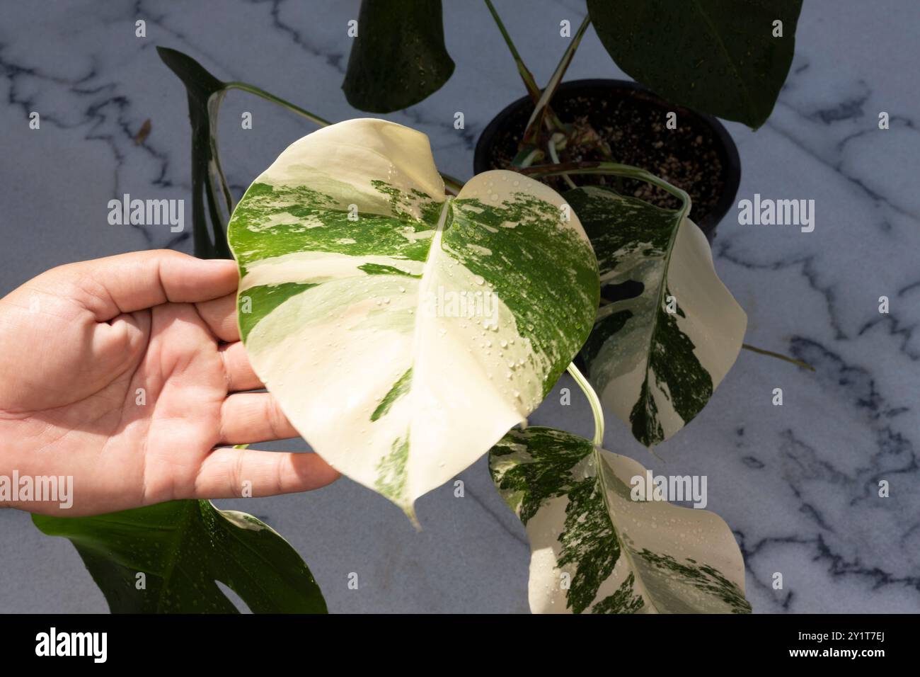 Monstera borsigiana feuille panachée vue rapprochée. Banque D'Images