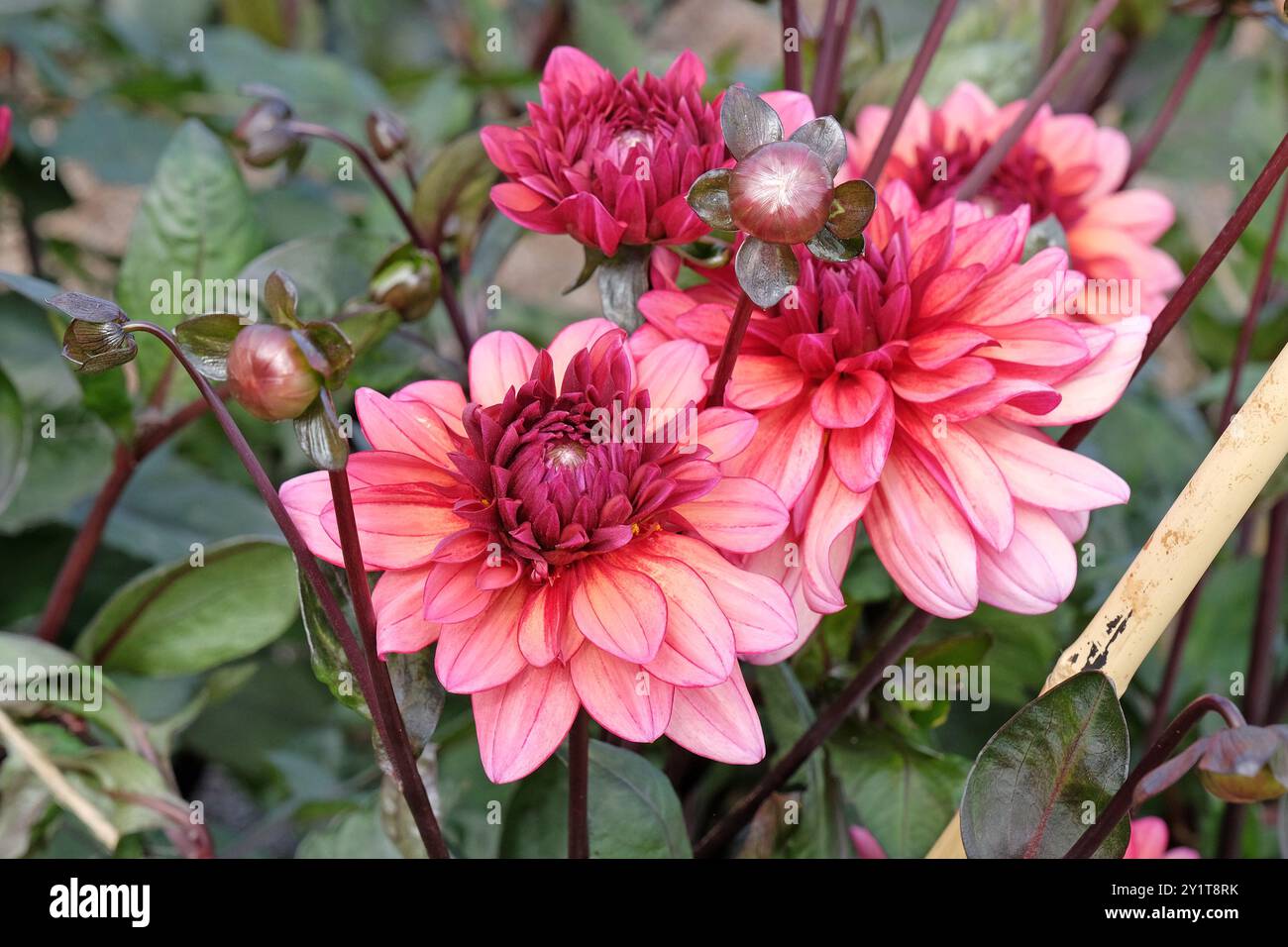 Dahlia décoratif rose foncé «Night silence» en fleur. Banque D'Images