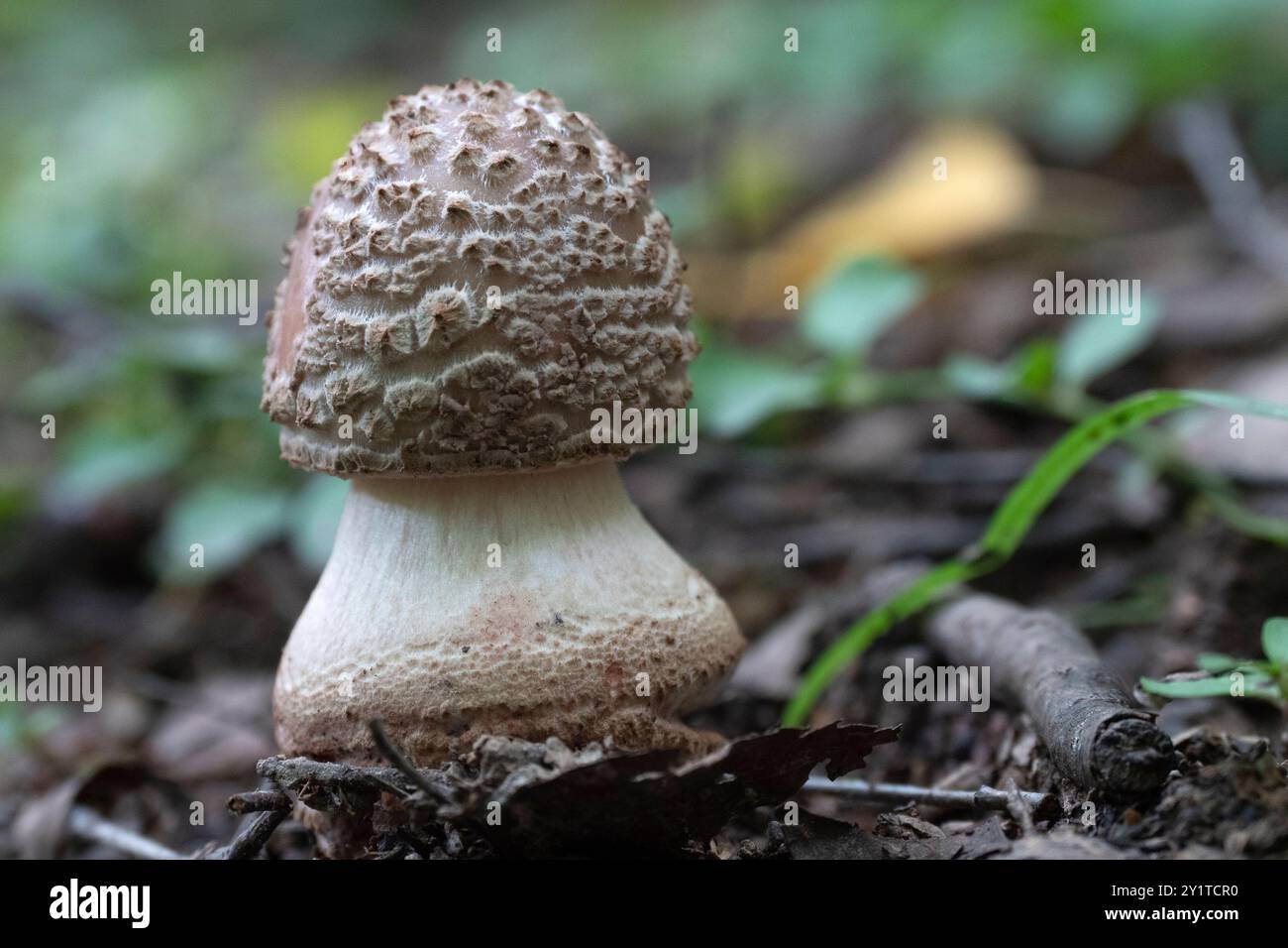 Champignon poussant dans la forêt d'automne. Amanita porphyria Banque D'Images