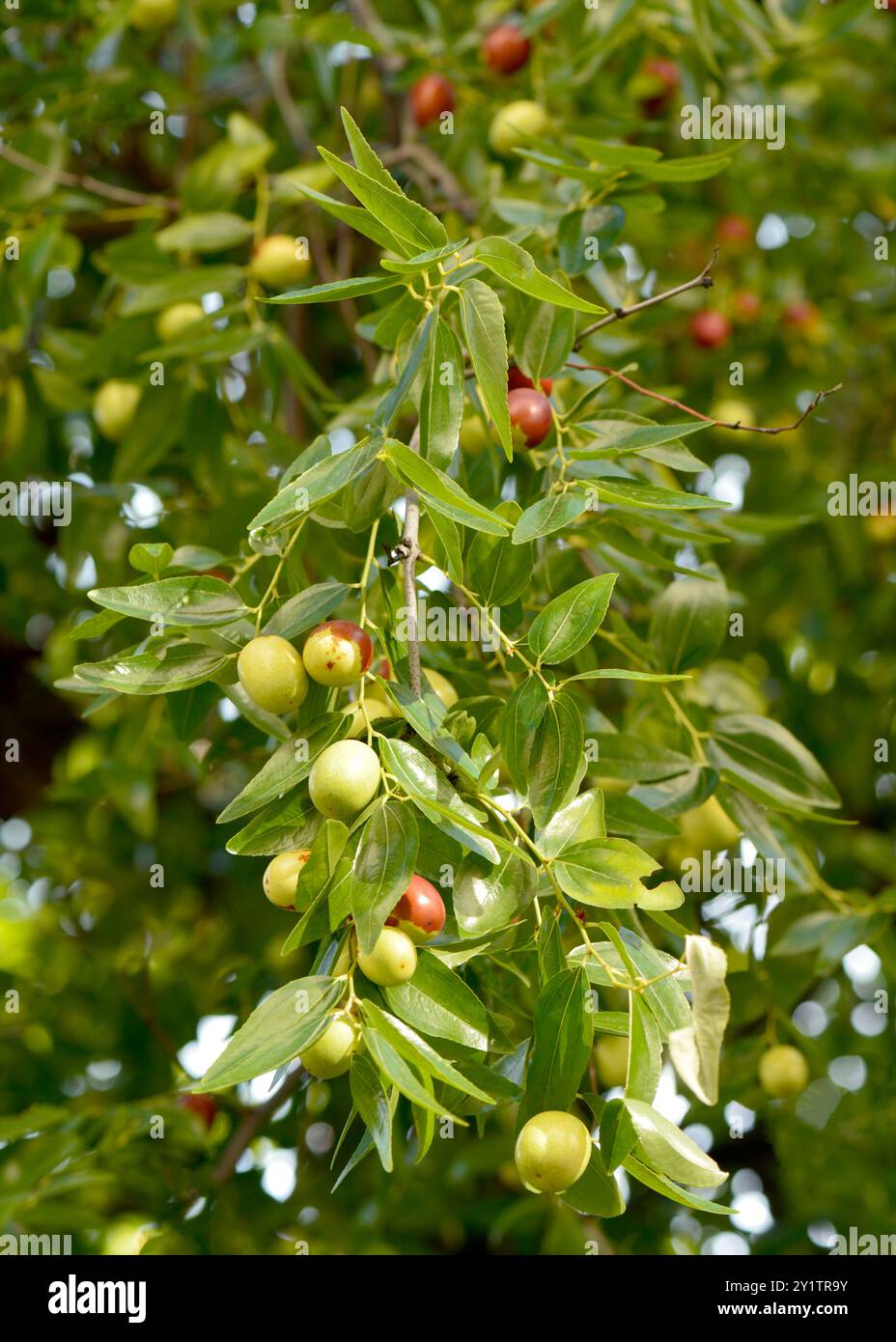 Ziziphus jujuba ou jujube datte rouge ou datte chinoise grappe de fruits de jujubes verts non mûrs sur l'arbre Banque D'Images