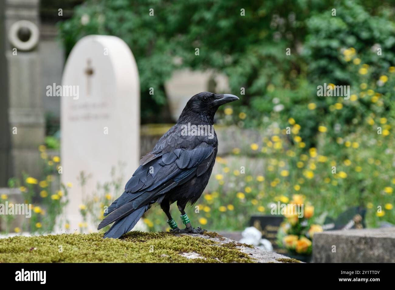 Corbeau assis sur une tombe dans le cimetière du Père Lachaise, Paris, France Banque D'Images Corbeau assis sur une tombe dans le cimetière du Père Lachaise, Paris, France Banque D'Images