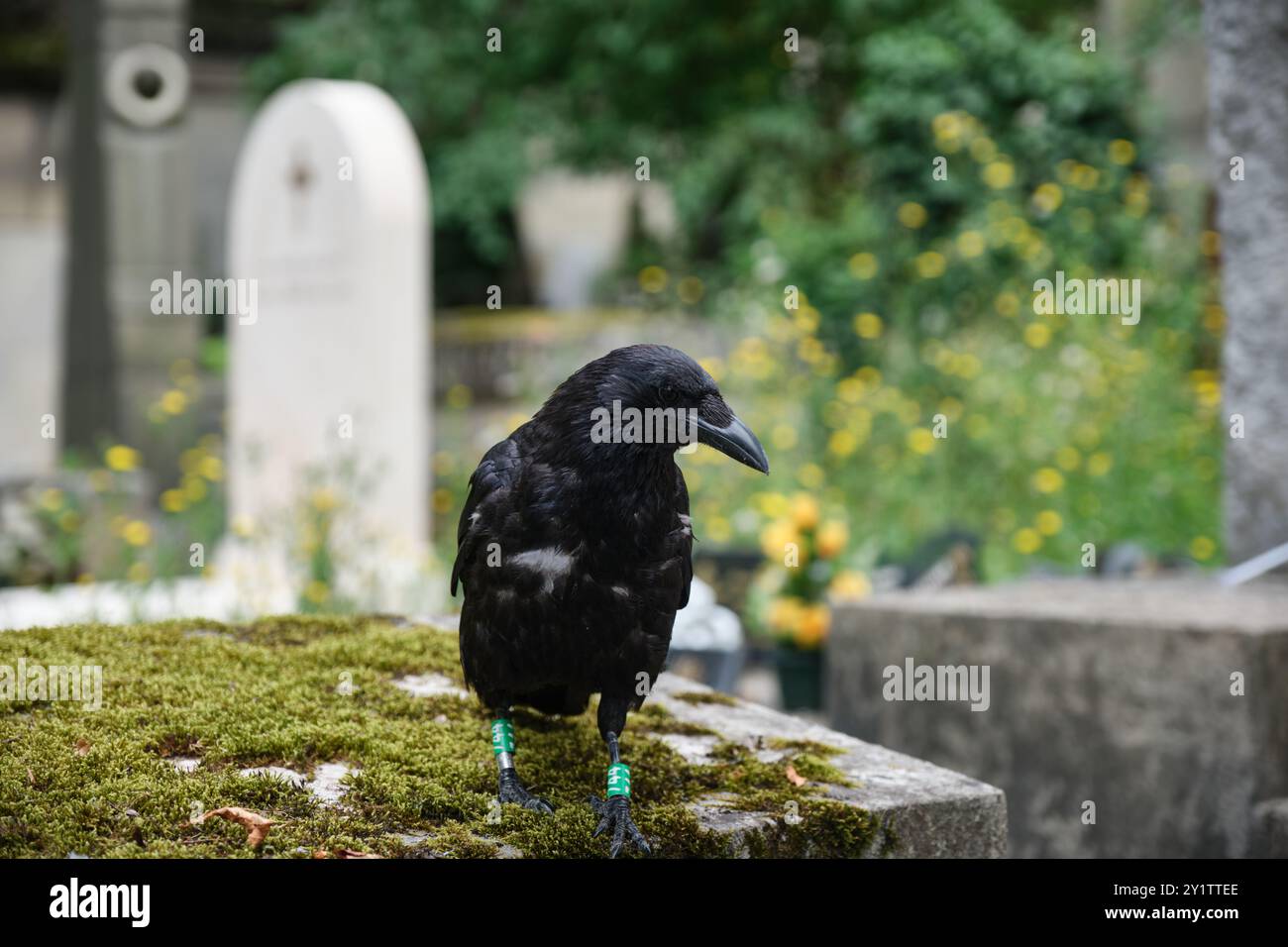 Corbeau assis sur une tombe dans le cimetière du Père Lachaise, Paris, France Banque D'Images Corbeau assis sur une tombe dans le cimetière du Père Lachaise, Paris, France Banque D'Images