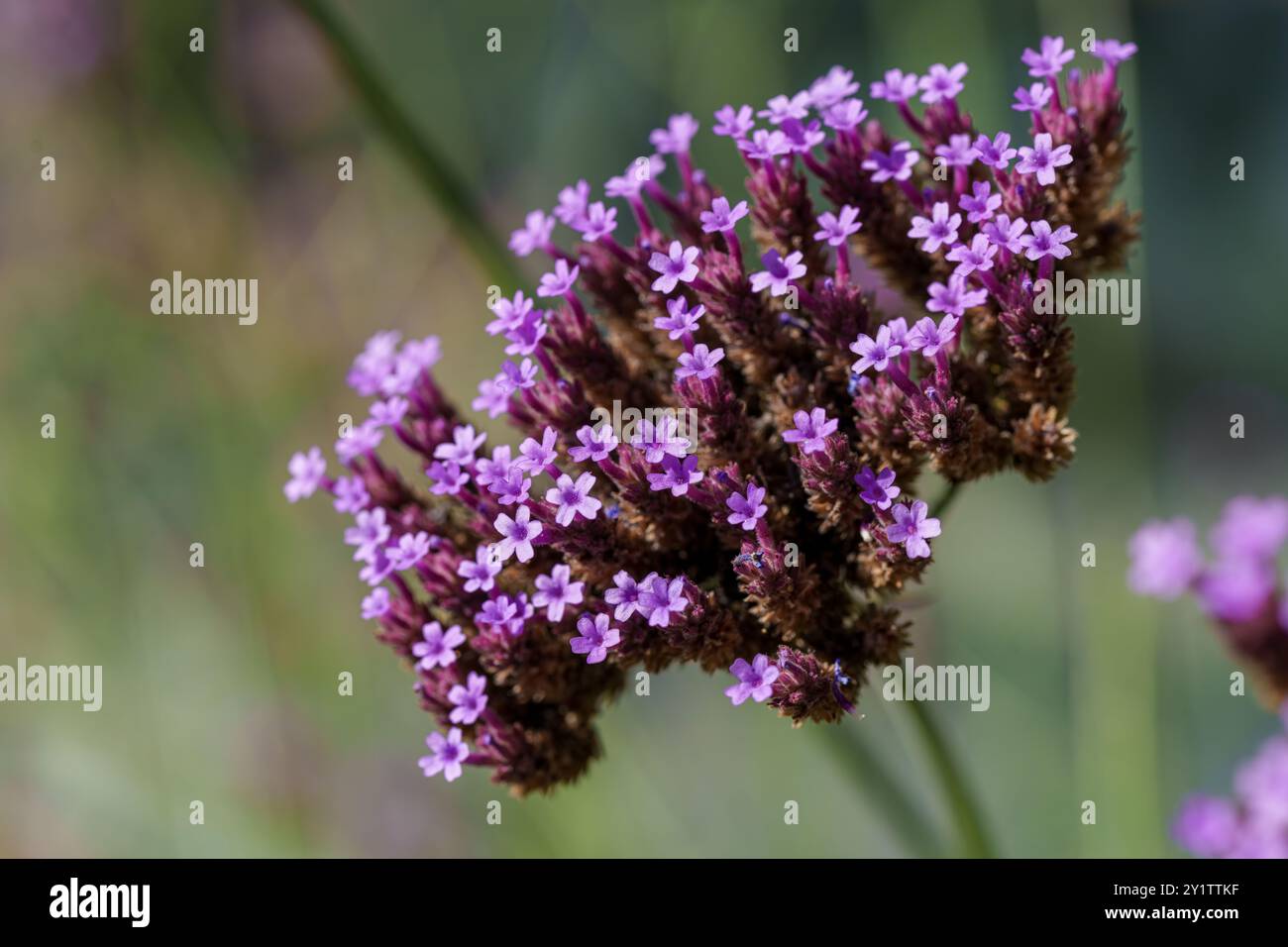 Une image rapprochée d'une fleur violette éblouissante et éblouissante, mettant en évidence sa texture unique et sa couleur riche et vibrante Banque D'Images