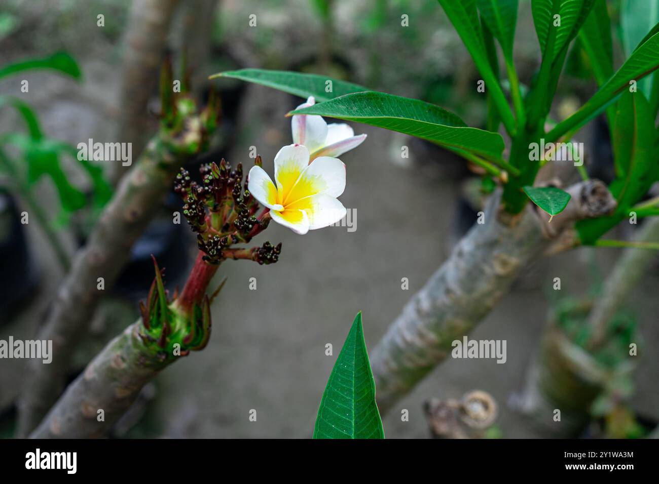 Une fleur en fleurs de Plumeria rubra Linn. cv. Acutifolia. Banque D'Images