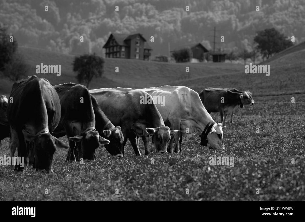 Vache dans le pré alpin. Bovins Beefmaster en champ vert. Vache dans le pré. Pâturage pour bétail. Vache à la campagne. Les vaches paissent sur le pré d'été. Rural Banque D'Images