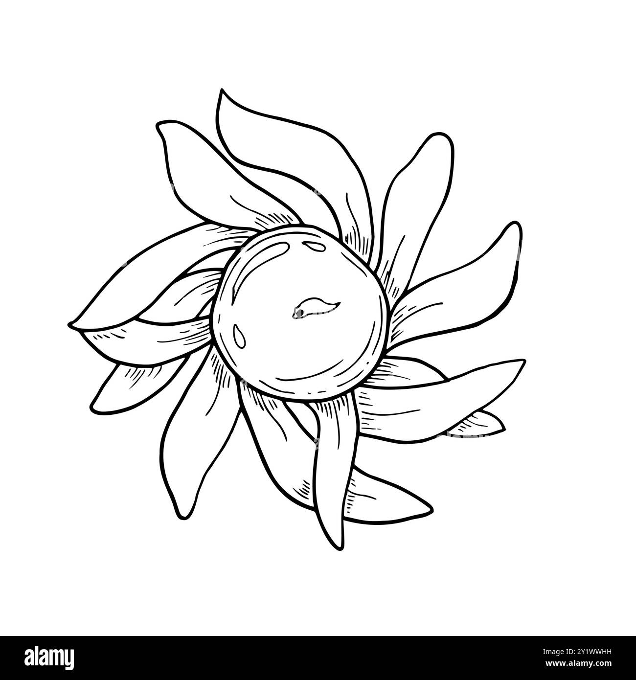 Bougie Diya en forme de vecteur de fleur de lotus illustration isolée peinte par des encres noires. Dessin traditionnel de gravure de lampe à feu Diwali. Illustration de Vecteur