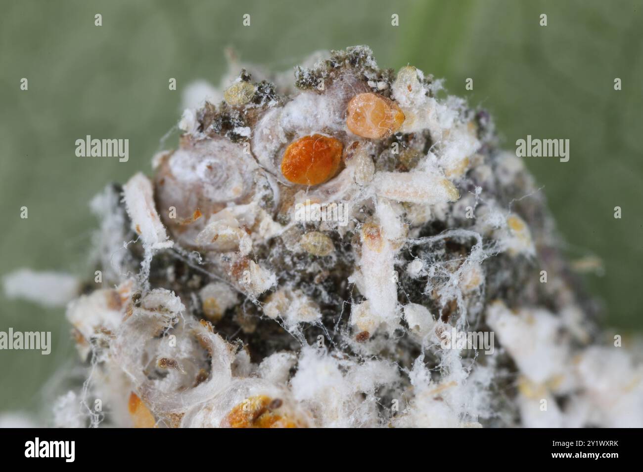 Pseudaulacaspis pentagona, écaille de pêche blanche ou écaille de mûrier, est une espèce d'insecte blindée de la famille des Diaspididae. Plante sérieuse pes Banque D'Images