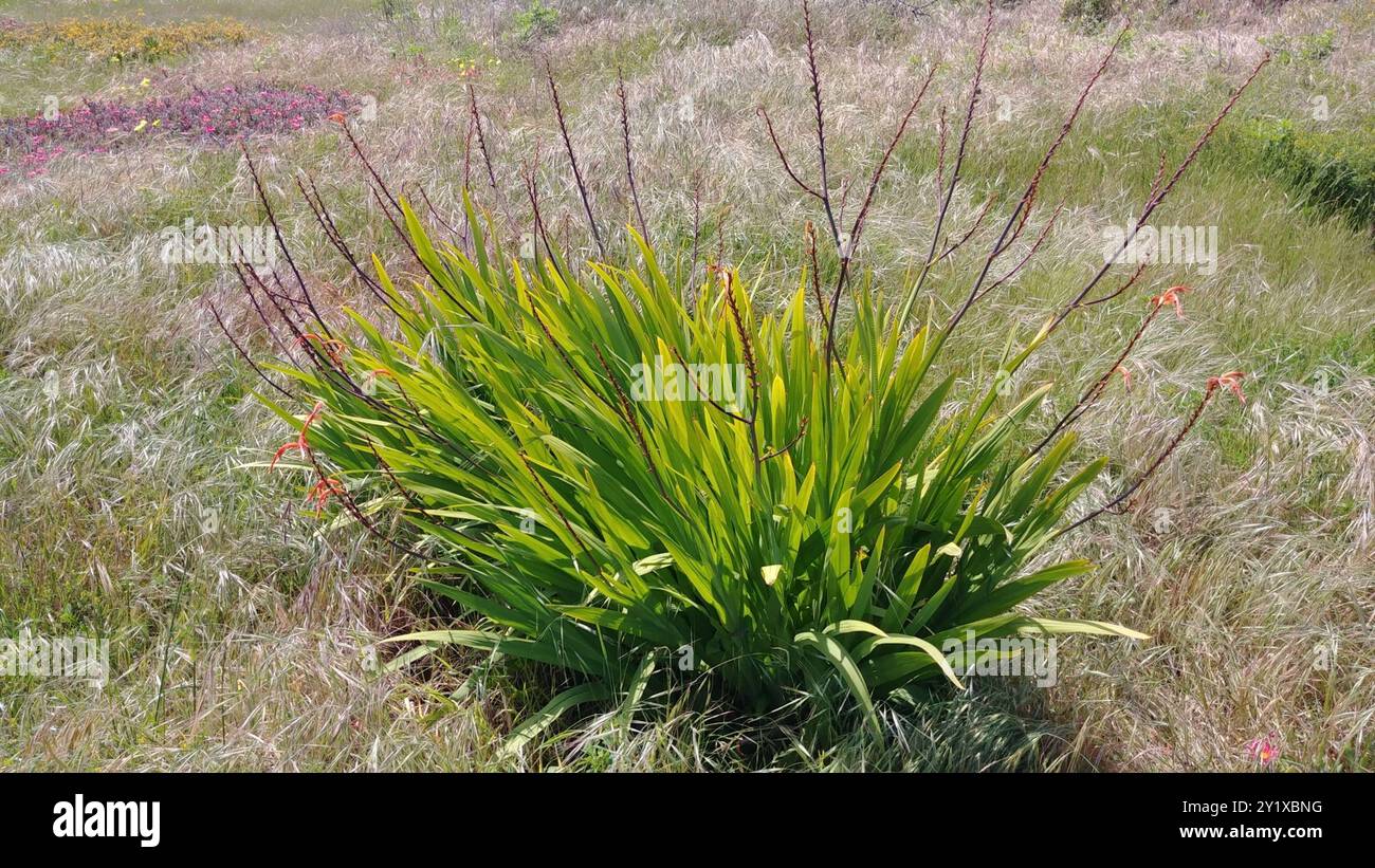 Drapeau africain (Chasmanthe floribunda) Plantae Banque D'Images