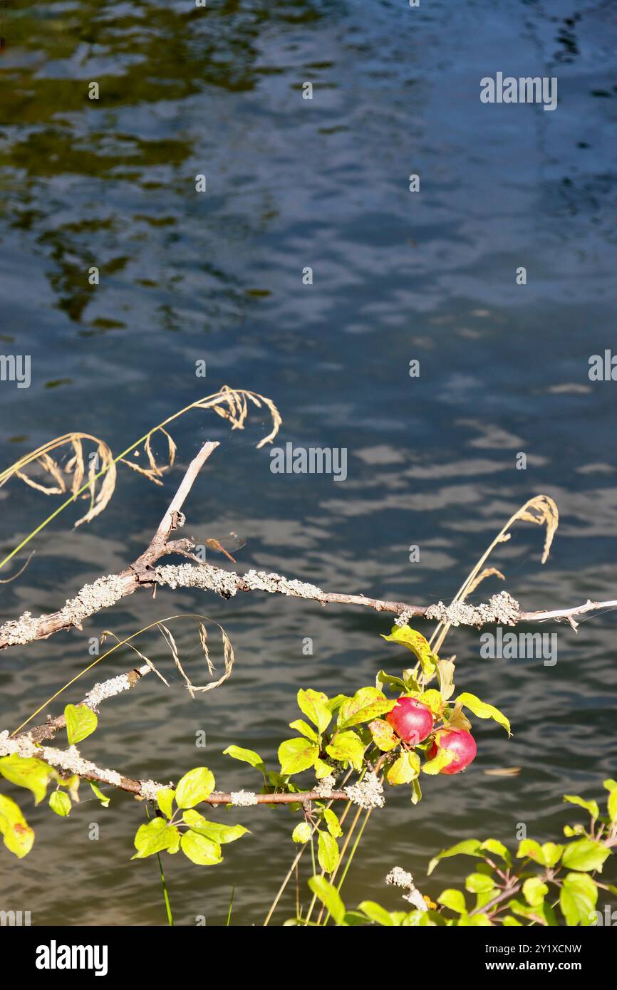Pommes sauvages sur l'île de Sundö dans l'archipel de Pellinge sur la côte sud de la Finlande sur Suomenlahti, baie de Finlande. Août 2024 Banque D'Images