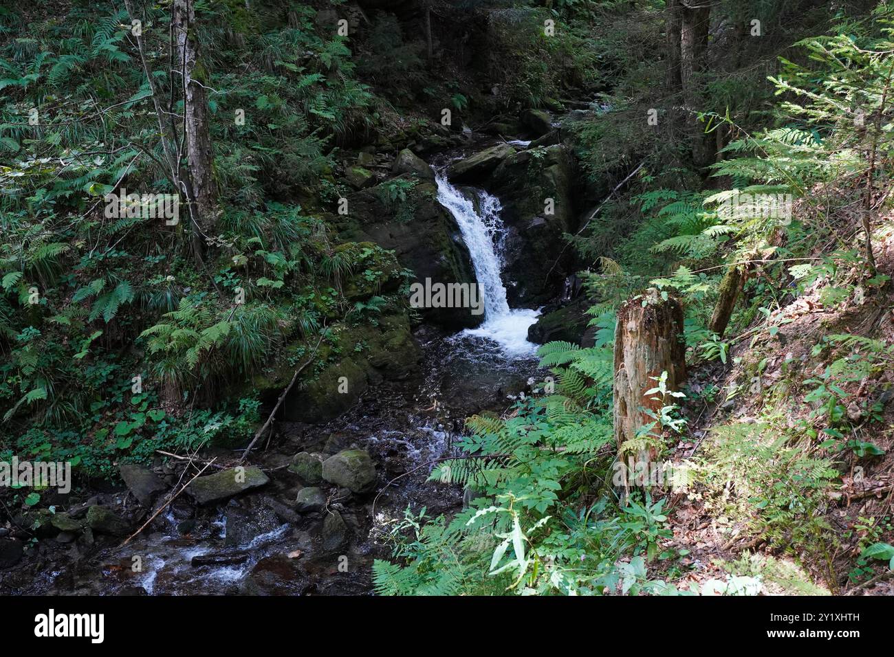 Wildwasserpfad, Mariensee, Niederösterreich, Autriche Banque D'Images