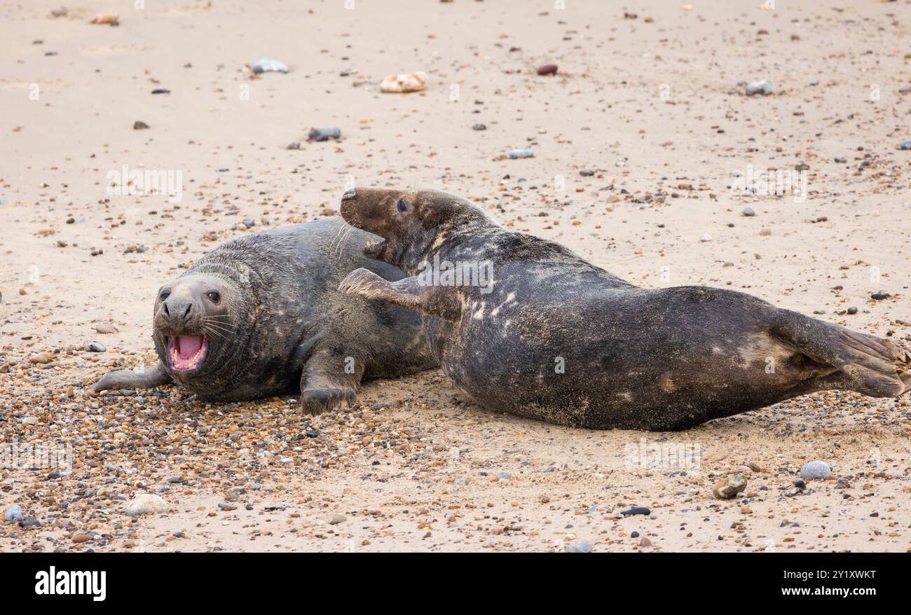 Deux phoques gris mâles (Halichoerus grypus) combattent sur la plage en hiver. Horsey Gap, Norfolk, Royaume-Uni Banque D'Images