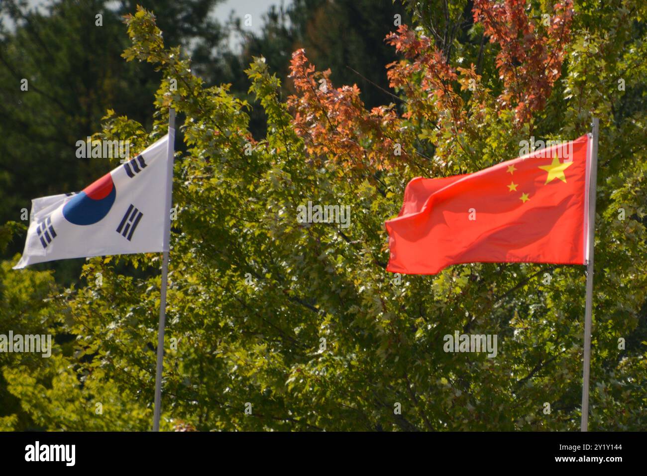 Les drapeaux nationaux de la Corée du Sud et de la Chine volent ensemble devant des feuilles vertes qui commencent à tourner aux couleurs à l'automne. Banque D'Images