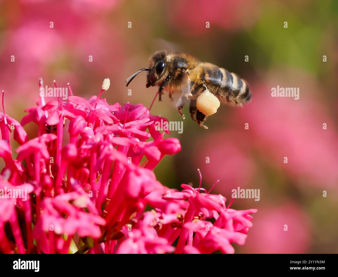 Macro d'abeille à miel (Apis) en vol avec un panier de pollen sur la jambe au-dessus d'une fleur de valériane rouge Banque D'Images