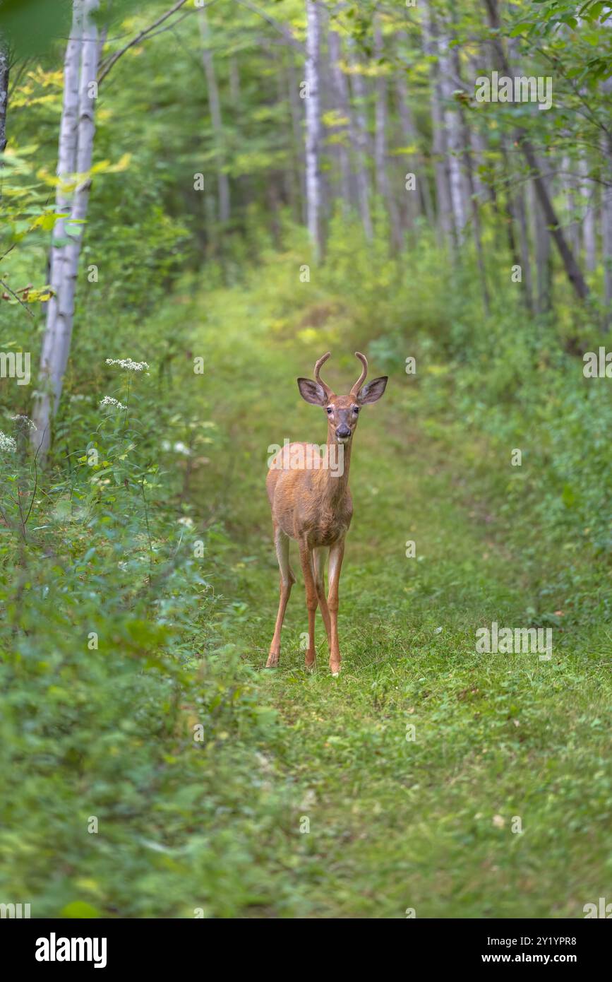 Buck à queue blanche un soir de septembre dans le nord du Wisconsin. Banque D'Images