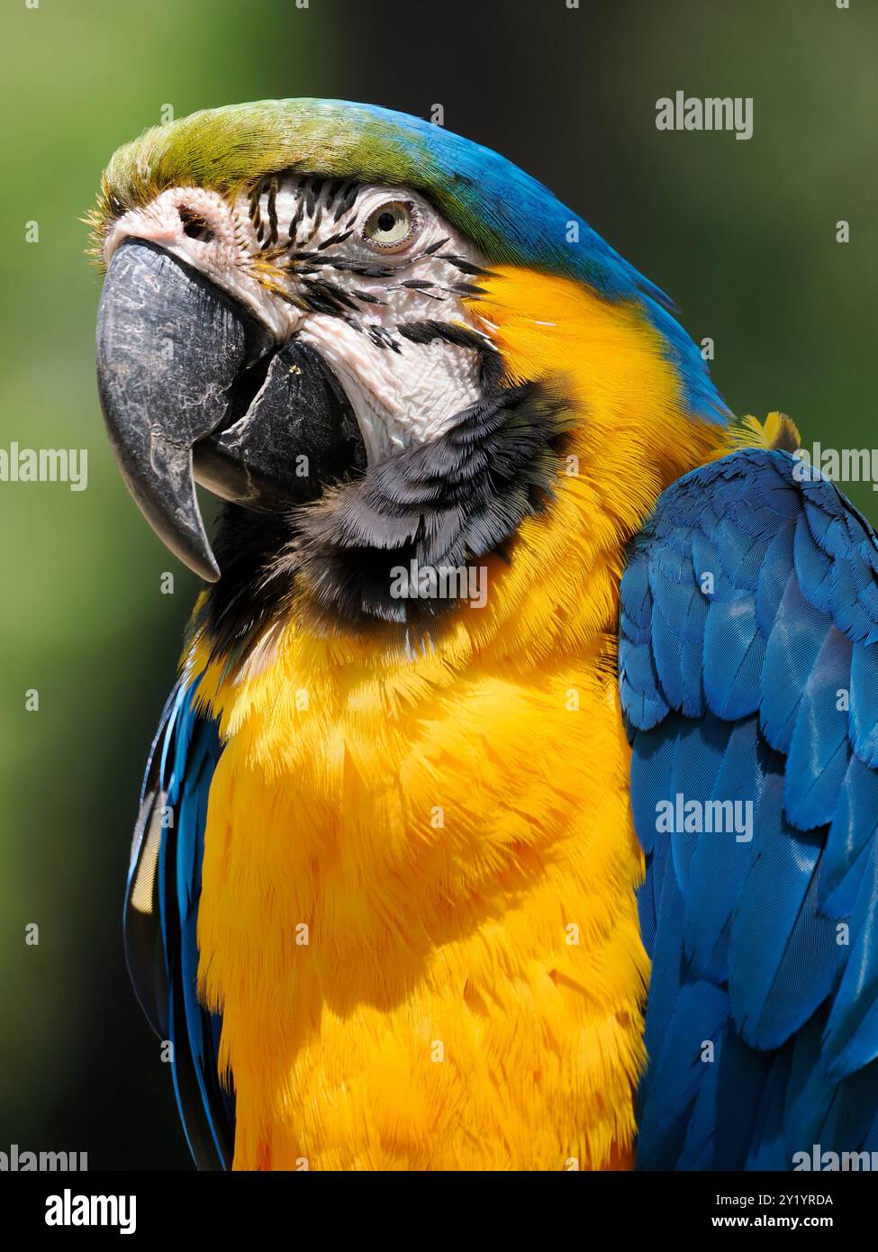 Portrait d'Gelbbrustara ou de l'ara bleu et or macaw (Ara ararauna) Banque D'Images