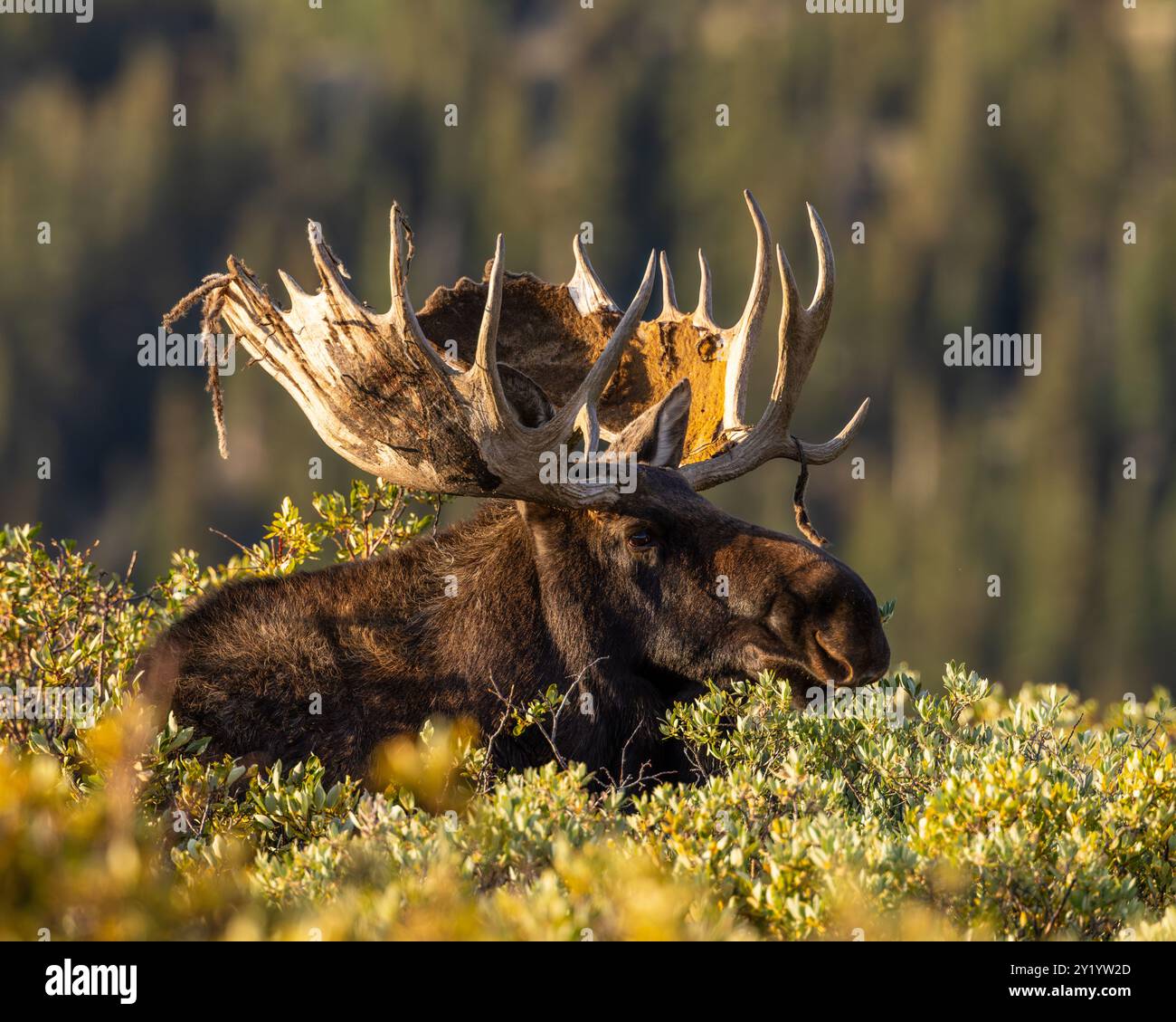 Bull Shiras Moose - alces alces - debout au-dessus des saules avec des feuilles changeant aux couleurs d'automne Colorado, USA Banque D'Images Bull Shiras Moose - alces alces - debout au-dessus des saules avec des feuilles changeant aux couleurs d'automne Colorado, USA Banque D'Images