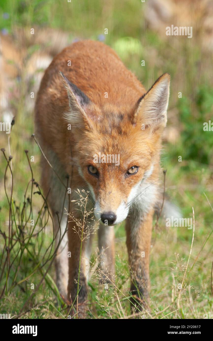 Météo britannique, Londres, 8 septembre 2024 : une famille de six renards se rafraîchissant un dimanche après-midi ensoleillé dans un jardin à Clapham. Un orage dramatique pendant la nuit a cédé la place à une journée ensoleillée mais avec plus de prévisions de pluie au cours des prochains jours. Crédit : Anna Watson/Alamy Live News Banque D'Images