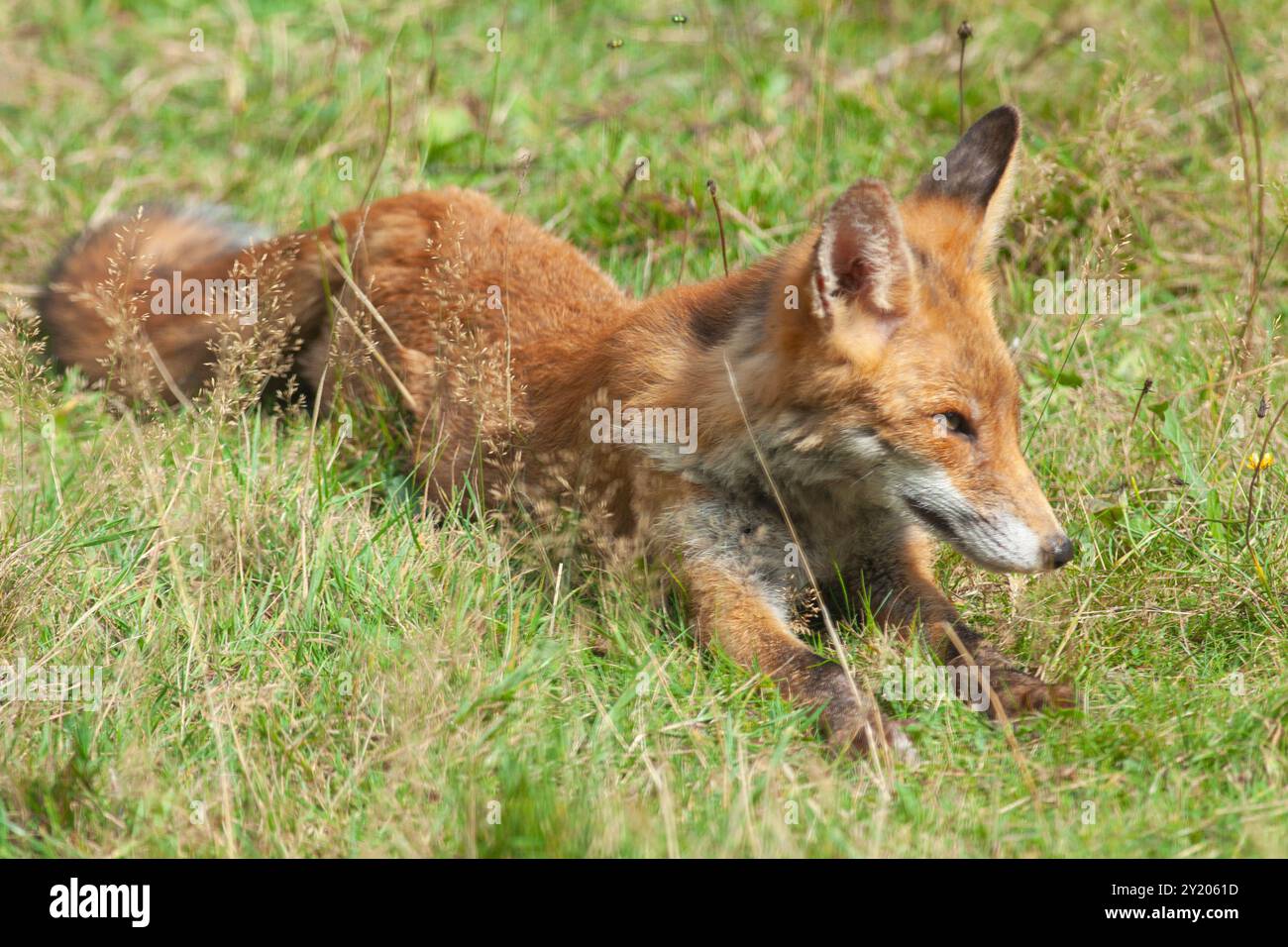 Météo britannique, Londres, 8 septembre 2024 : une famille de six renards se rafraîchissant un dimanche après-midi ensoleillé dans un jardin à Clapham. Un orage dramatique pendant la nuit a cédé la place à une journée ensoleillée mais avec plus de prévisions de pluie au cours des prochains jours. Crédit : Anna Watson/Alamy Live News Banque D'Images