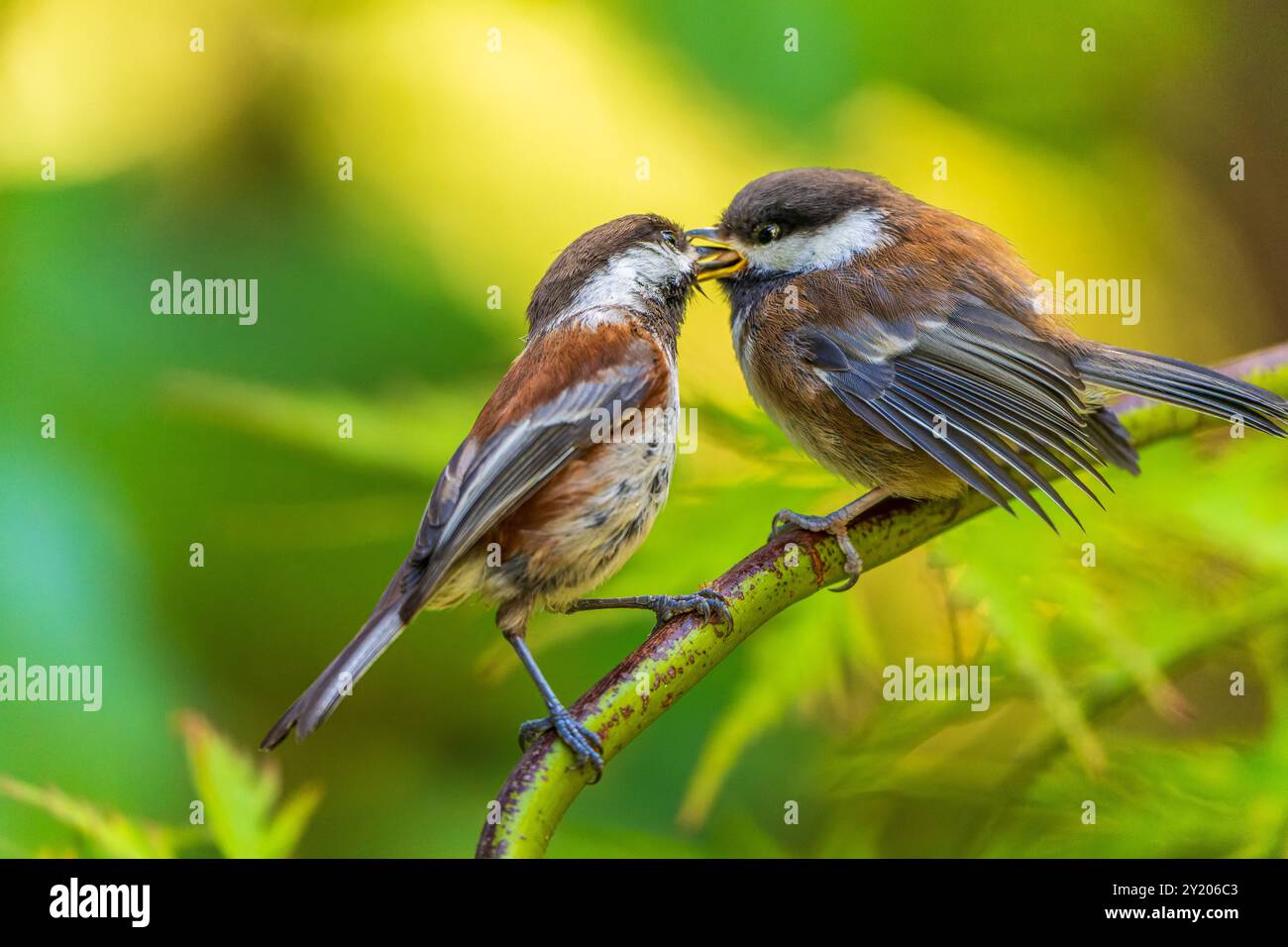 Un chickadee adulte à dos de châtaignier nourrissant une de ses progénitures Banque D'Images