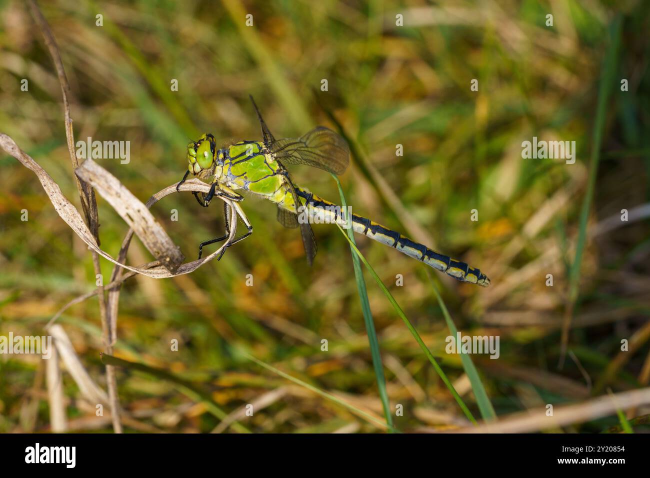 Ophiogomphus cecilia Family Gomphidae Genus Ophiogomphus Green Snaketail Green gomphon Green papier peint vert libellule à queue de club d'insectes de la nature sauvage, pictu Banque D'Images