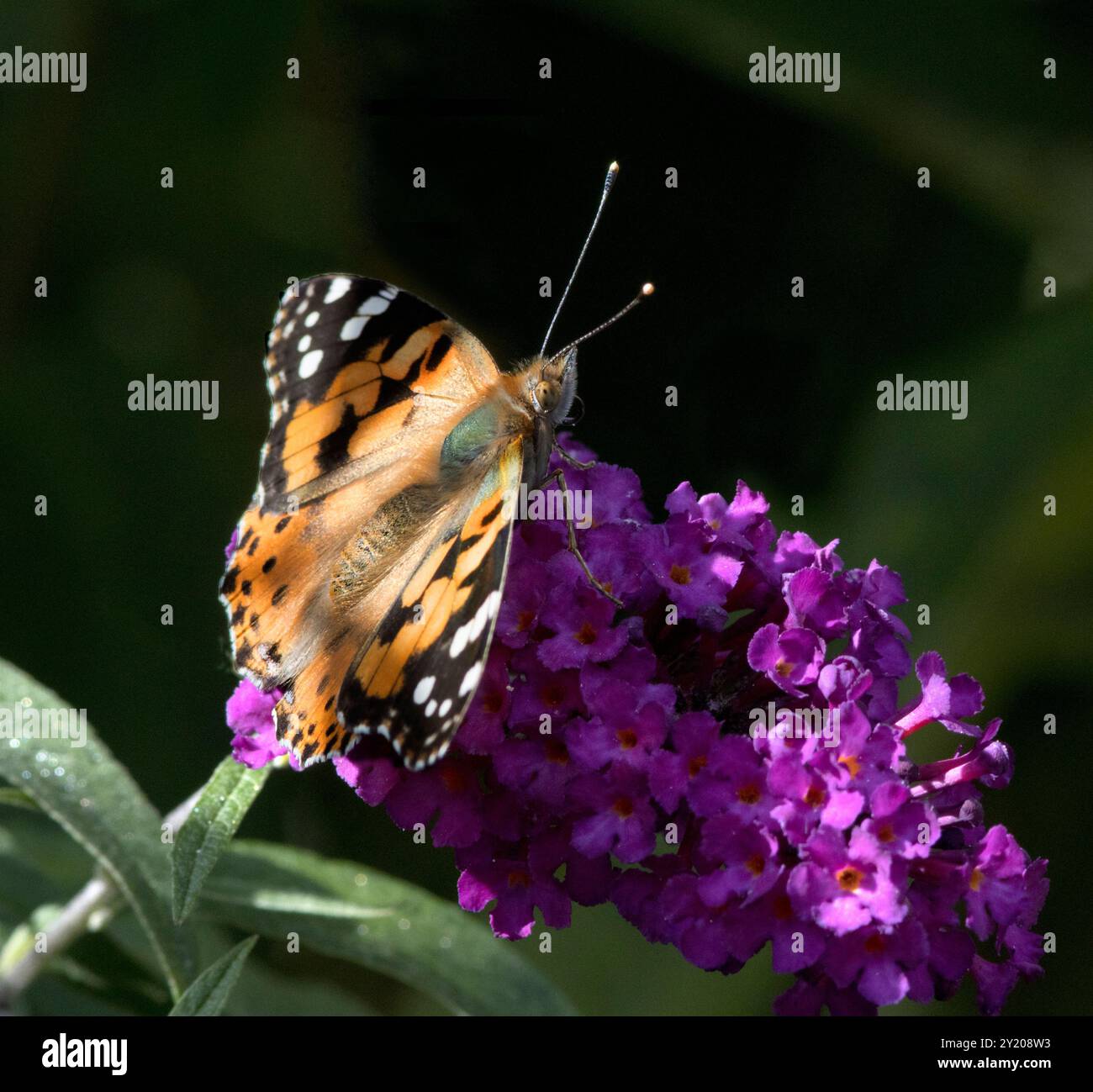 Peint Lady Butterfly Vanessa cardui sur Purple Buddleia davidii Banque D'Images