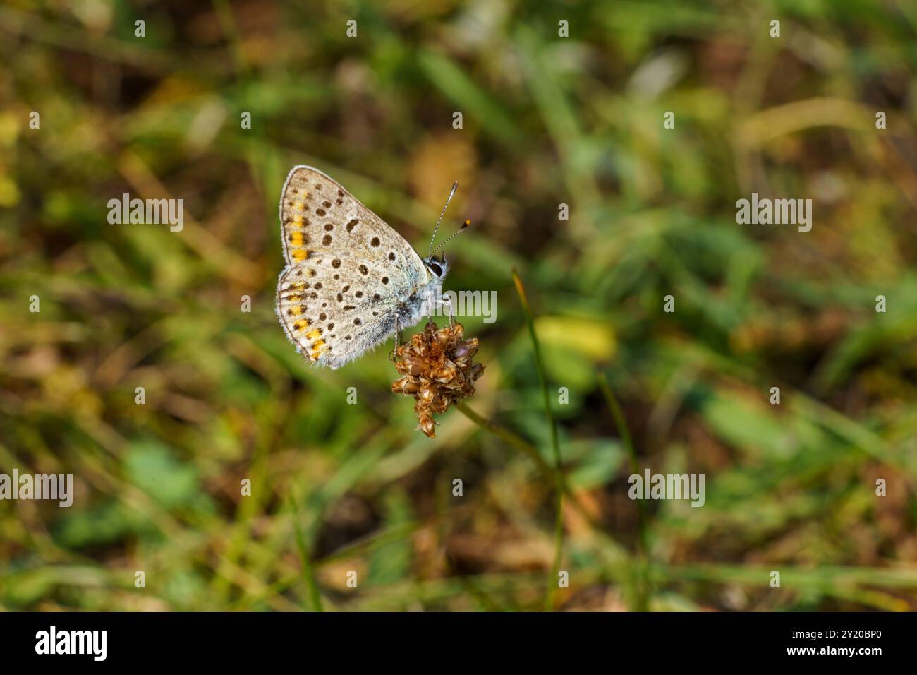 Lycaena tityrus famille Lycaenidae genre Lycaena Sooty papillon cuivre wil nature insecte, photographie, image Banque D'Images