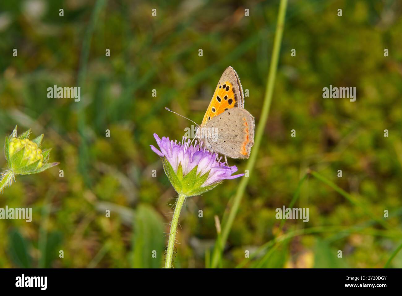 Lycaena phlaeas famille Lycaenidae genre Lycaena petit cuivre papillon américain de cuivre nature sauvage photographie d'insectes, image, papier peint Banque D'Images