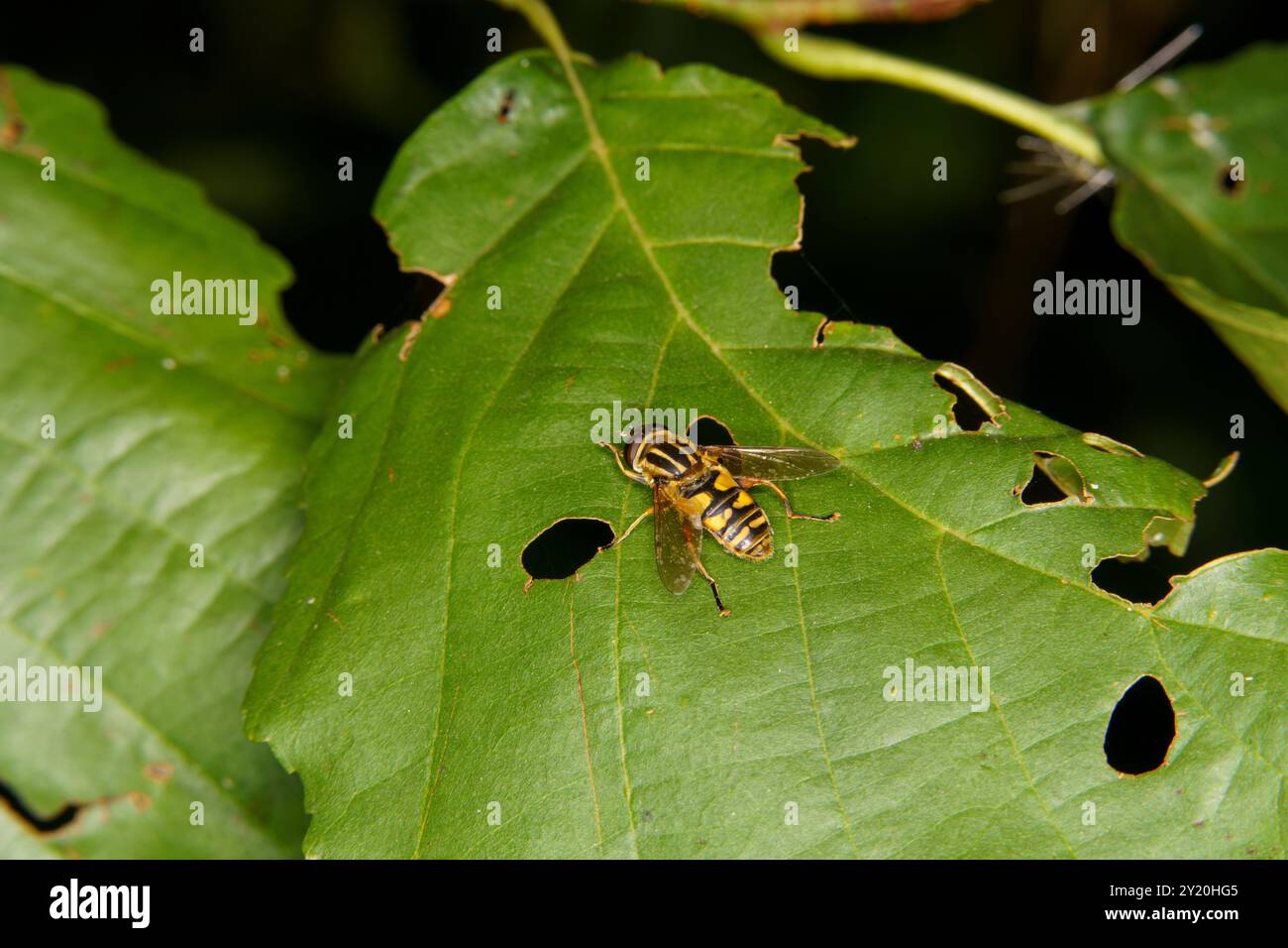 Helophilus pendulus Family Syrphidae genus Helophilus Dangling Marsh Lover fly Wild nature insecte papier peint, image, photographie Banque D'Images