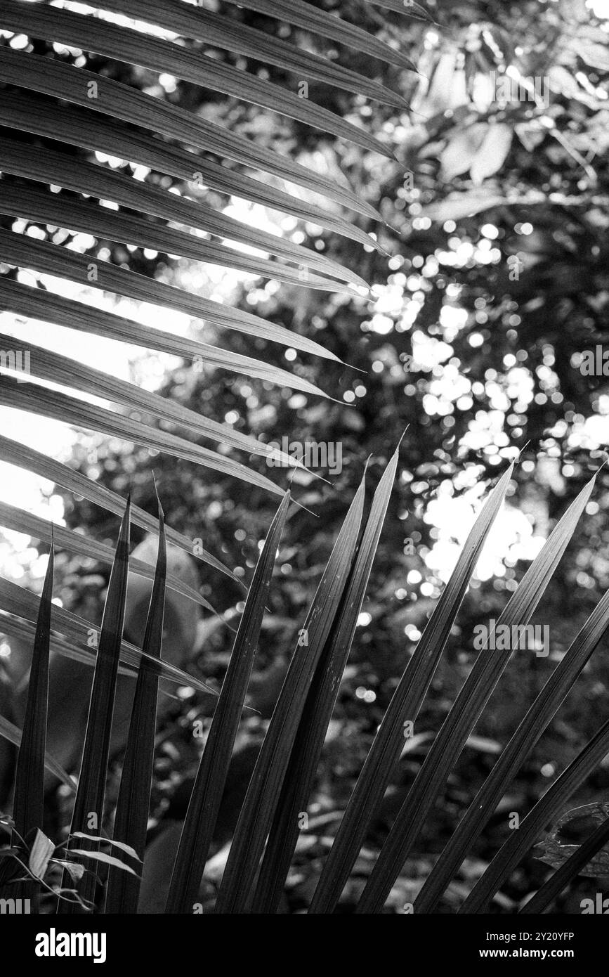 lumière dans la feuille de palmier Banque D'Images