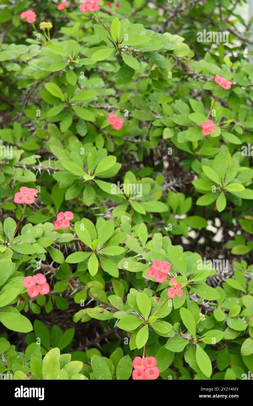 Euphorbia milii var. Plante Splendens au jardin de cactus du jardin d'hiver d'Helsinki, Finlande, août 2024 Banque D'Images