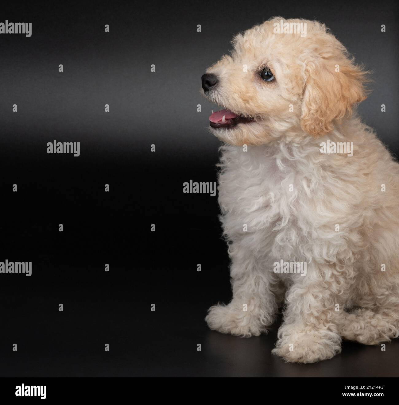 Heureux chien chiot caniche mignon assis sur fond noir de studio Banque D'Images