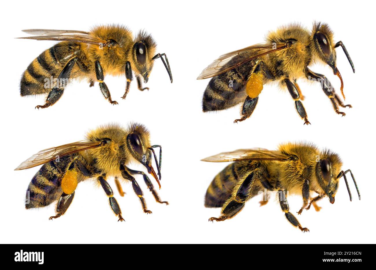 Groupe de quatre abeilles ou abeilles mellifera en latin Apis mellifera, abeilles européennes ou occidentales isolées sur le fond blanc Banque D'Images