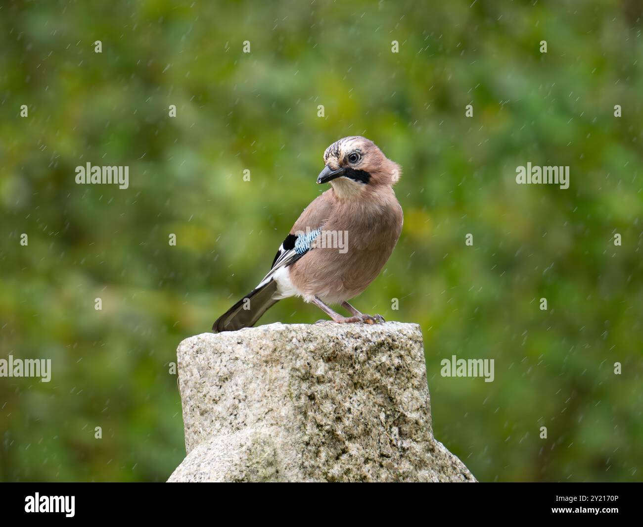 jay eurasien sous la pluie [ nom latin garralus glanarus ] dans la ville de Bristol , Royaume-Uni Banque D'Images