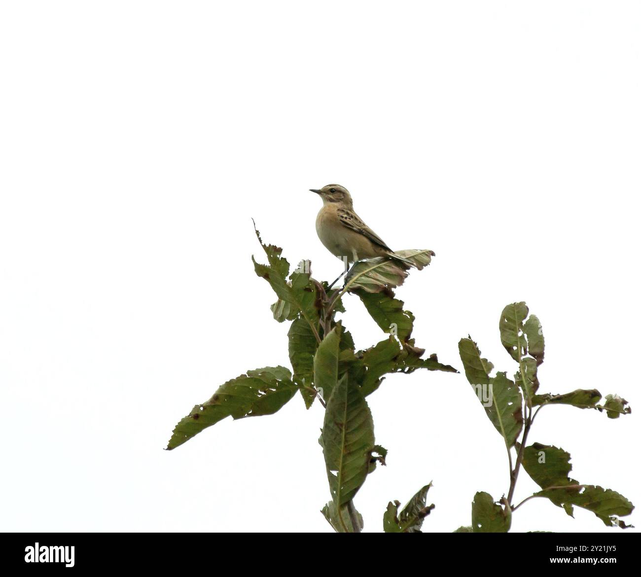 Migrant petit oiseau Whinchat près de Beachy Head au début de la migration d'automne vers le sud Banque D'Images