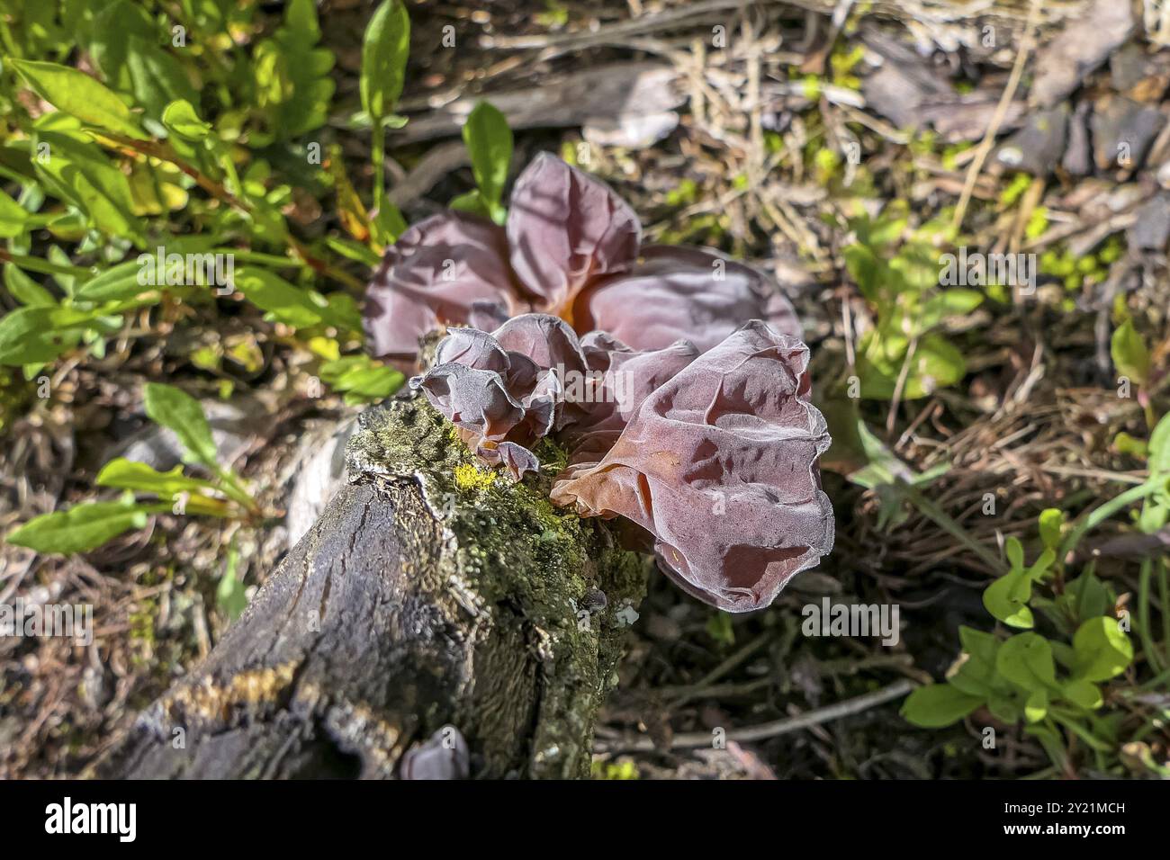 Gros plan d'un champignon d'arbre brun sur une souche d'arbre, Serra da Mantiqueira, Forêt Atlantique, Itatiaia, Brésil, Amérique du Sud Banque D'Images