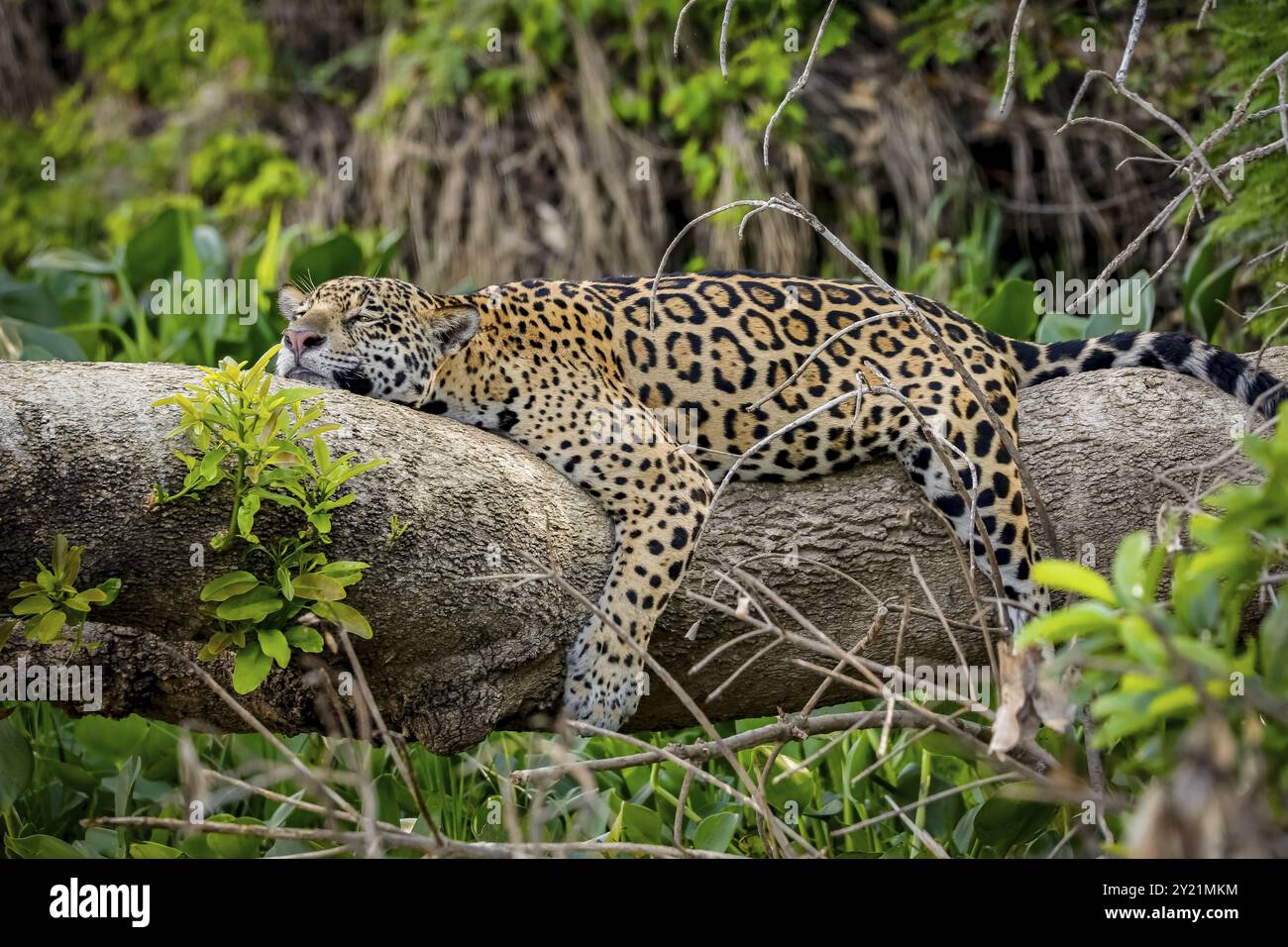 Jaguar reposant à plat sur un tronc d'arbre en position drôle au bord de la rivière, tête sur le tronc et jambes pendantes, Pantanal Wetlands, Mato Grosso, Brésil, Banque D'Images