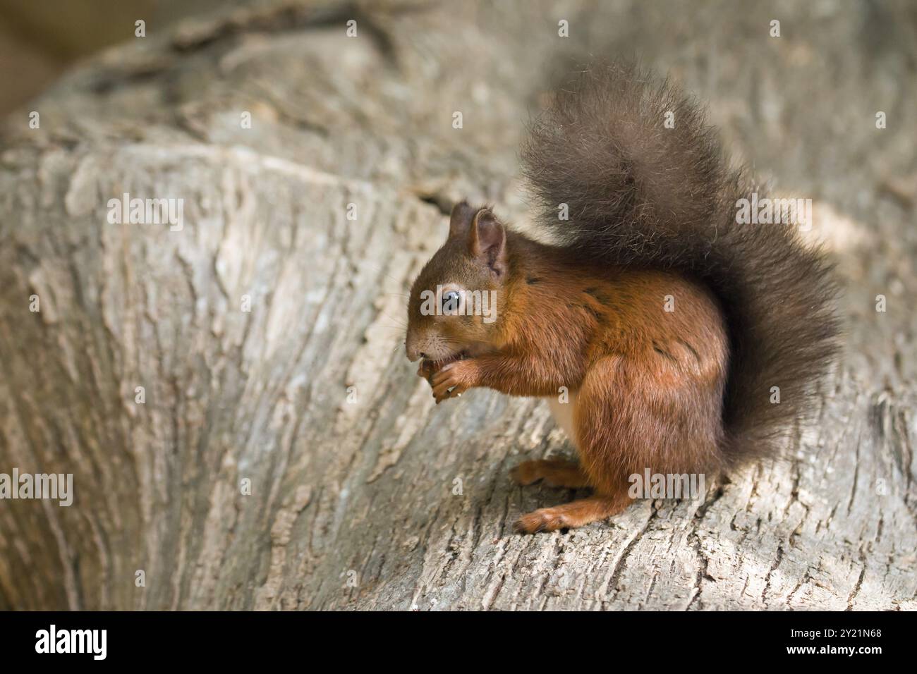 Écureuil rouge originaire de Grande-Bretagne sur l'île Brownsea, Dorset Banque D'Images