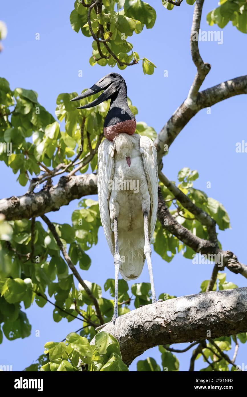 Gros plan d'une cigogne Jabiru debout sur une branche d'arbre dans la lumière et l'ombre contre le ciel bleu et les feuilles vertes, Pantanal Wetlands, Mato Grosso, Brésil, SO Banque D'Images