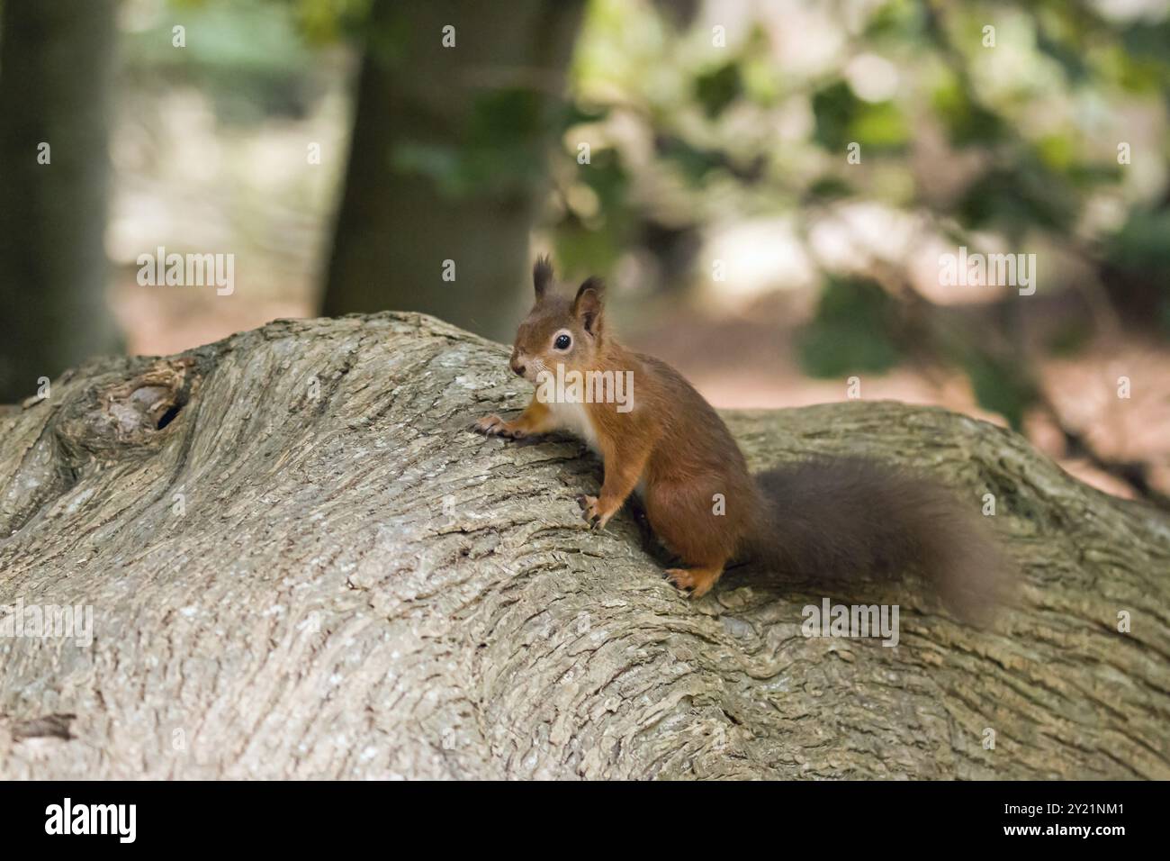 Écureuil rouge originaire des Britanniques sur un arbre tombé sur Brownsea Island, Dorset Banque D'Images